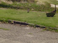 /album/galeria-de-fotos/o-passaro-jpg/